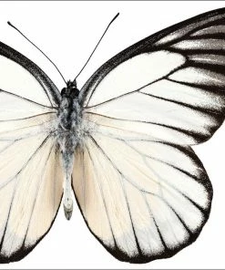 Creative Converting Themed Tableware Entomount Butterfly Beverage Napkin, 3 Ply, 24 Ct