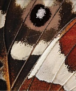 Creative Converting Entomount Butterfly Napkins, 16 Ct