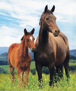 Creative Converting Horse And Pony Napkins, 16 Ct Kids Birthday Party Themes